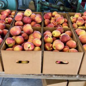 Full Box (25 lb) of 2.5" Peaches